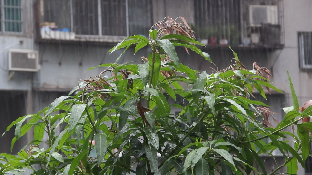 大雨中小区的芒果树顶