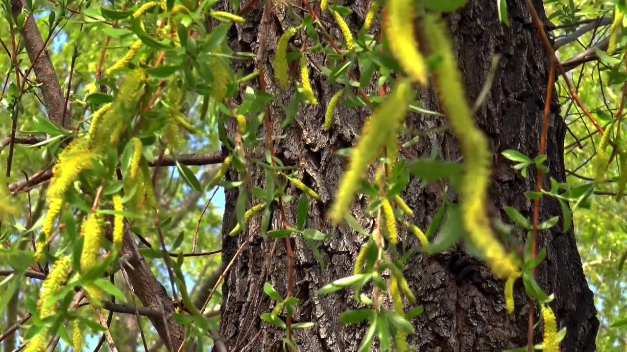 树行李箱树皮柳树