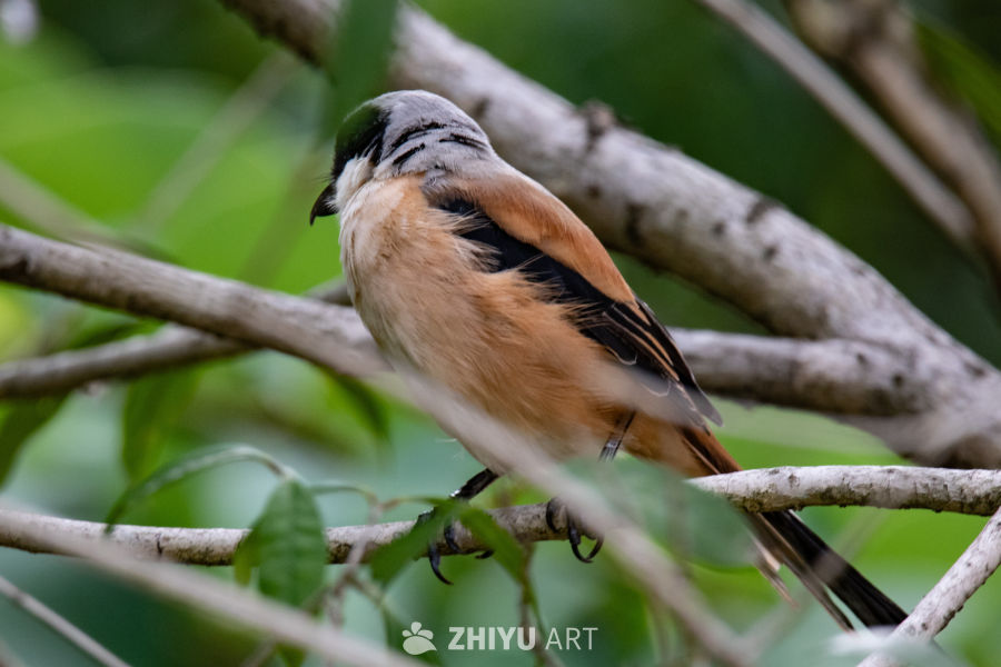 鸟栖枝头，静享自然