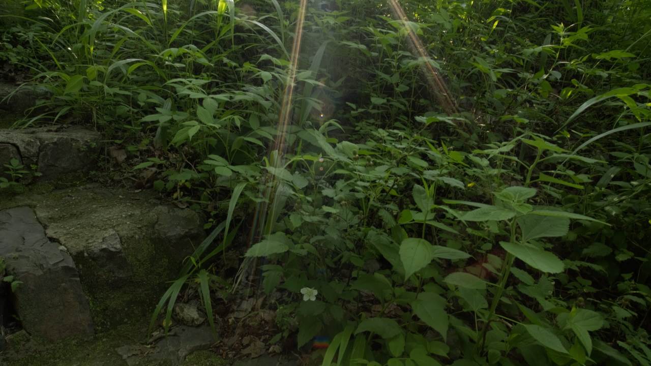 树木树叶阳光星芒逆光刺眼 23