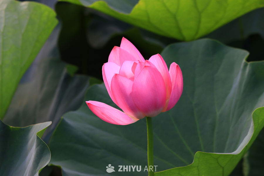盛夏荷花 174