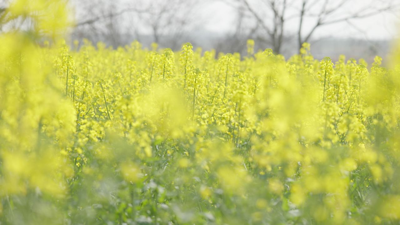 春天农村油菜花海蜜蜂采蜜 14