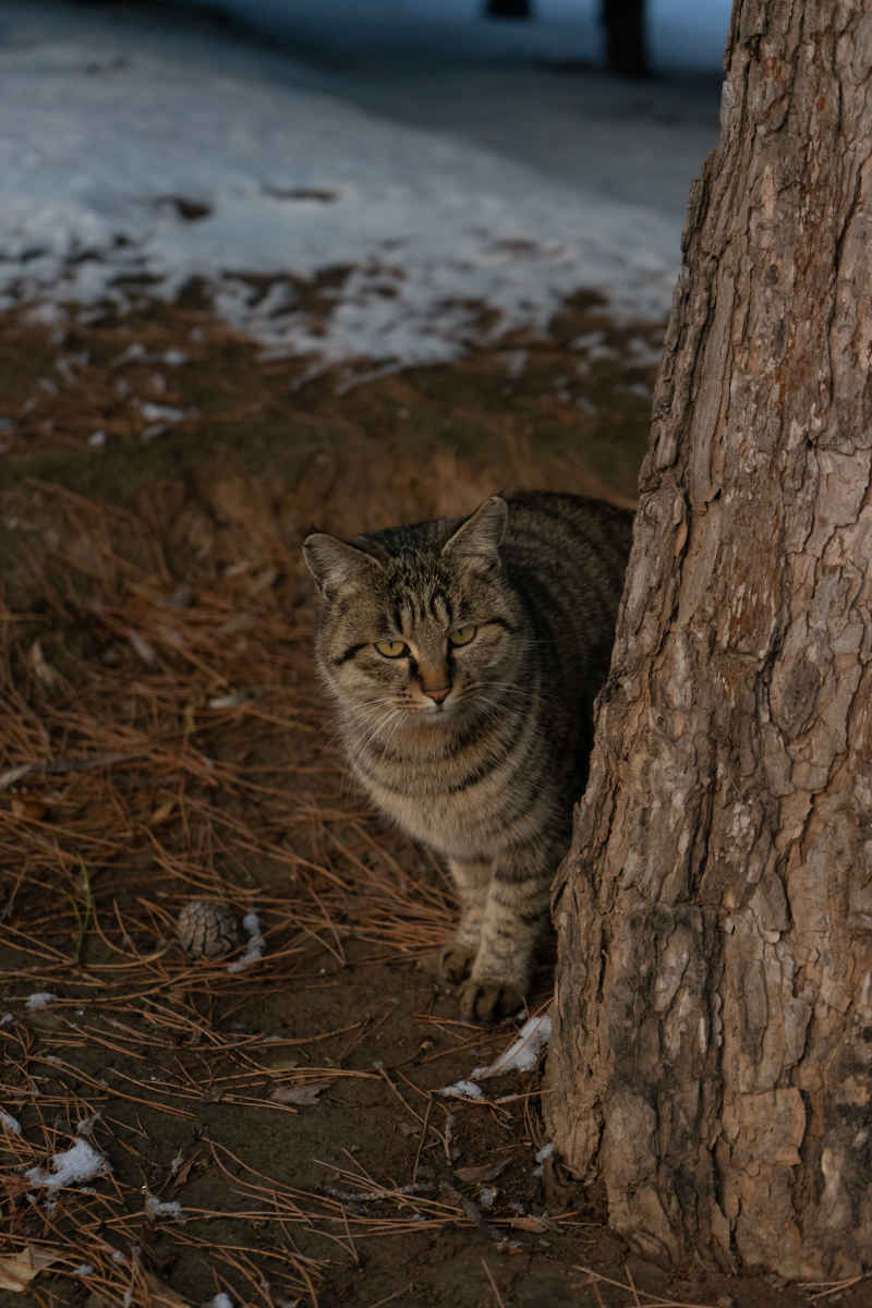 猫 2
