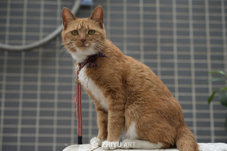 猫咪 15