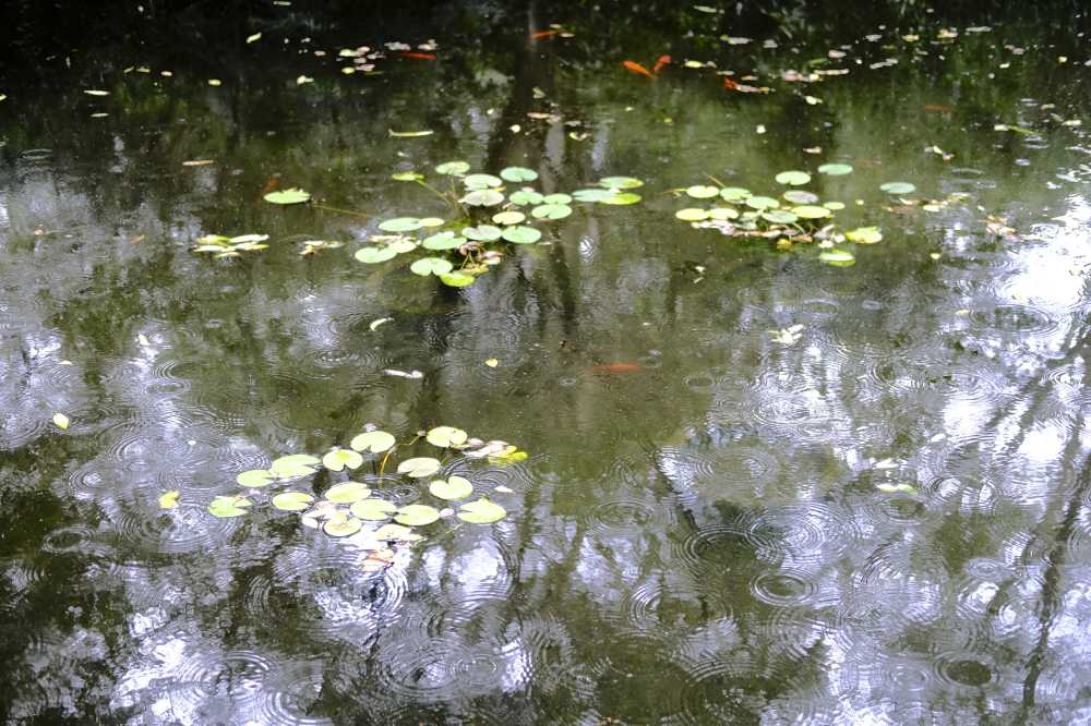 雨中荷塘