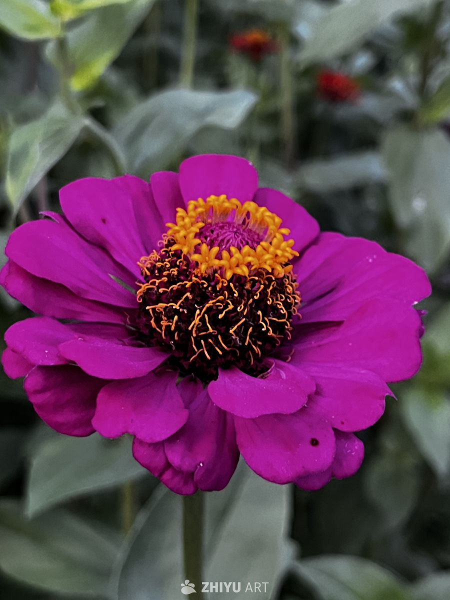 紫色花朵的宁静之美