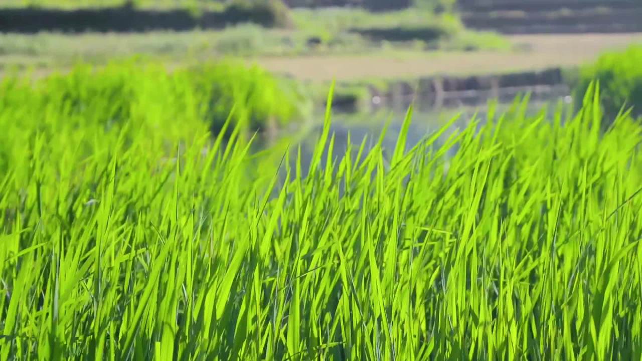 风吹稻田
