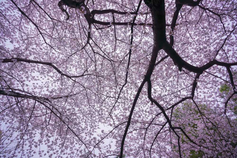 樱花季
