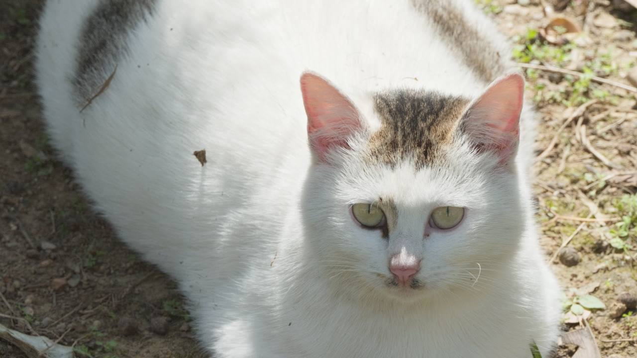 公园的小猫咪流浪猫 23