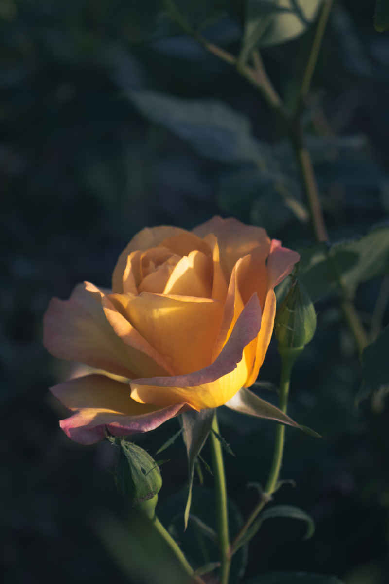 叶下绮花