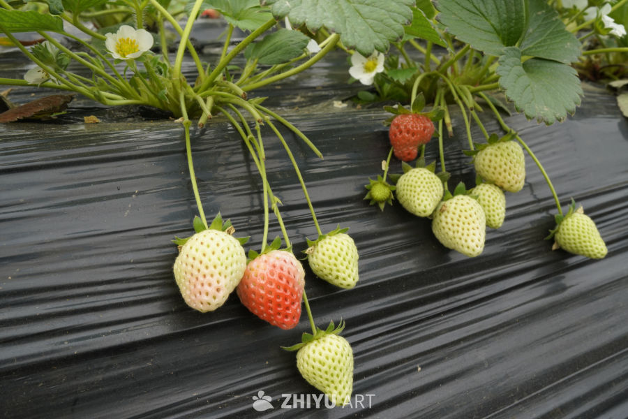 草莓田的收获