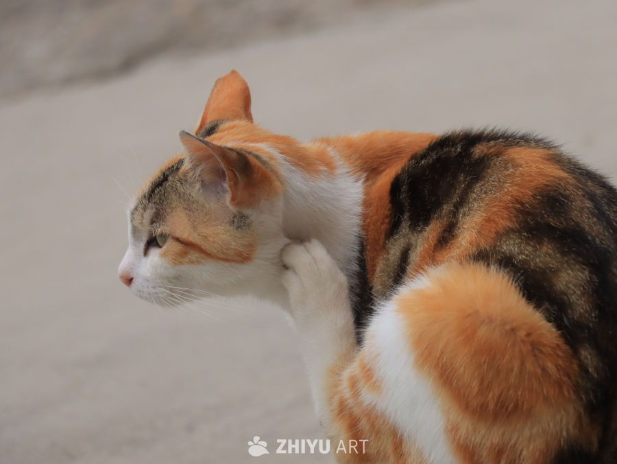 三色猫的悠闲时光