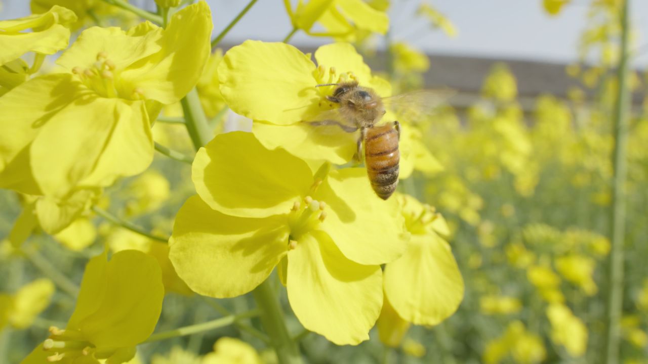 春天农村油菜花海蜜蜂采蜜 3