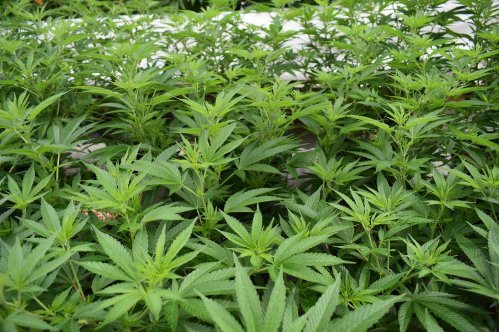 大麻杂草锅草本植物