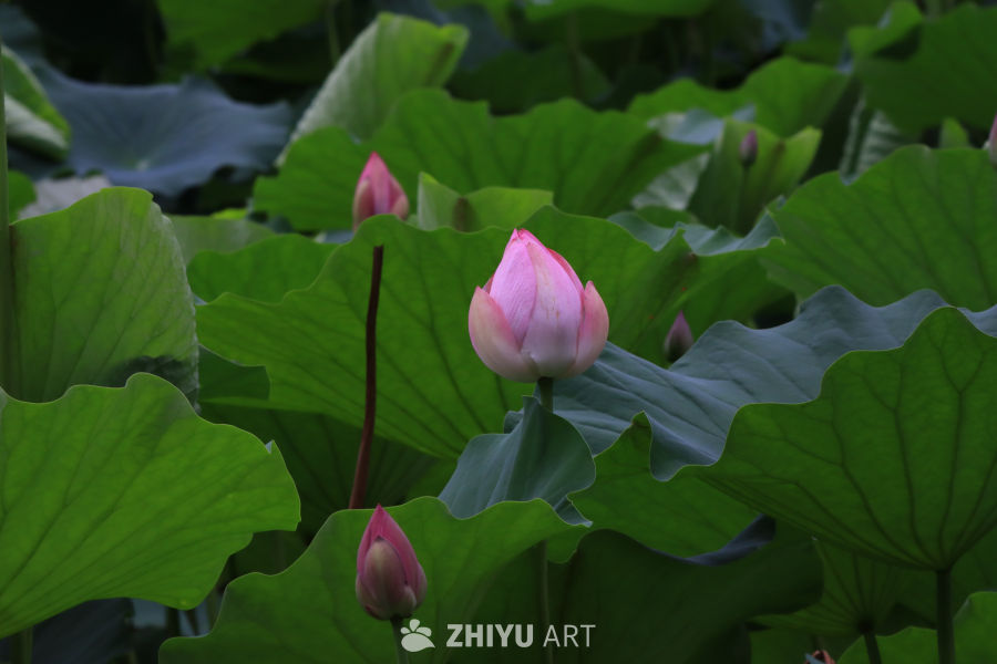 荷花 102