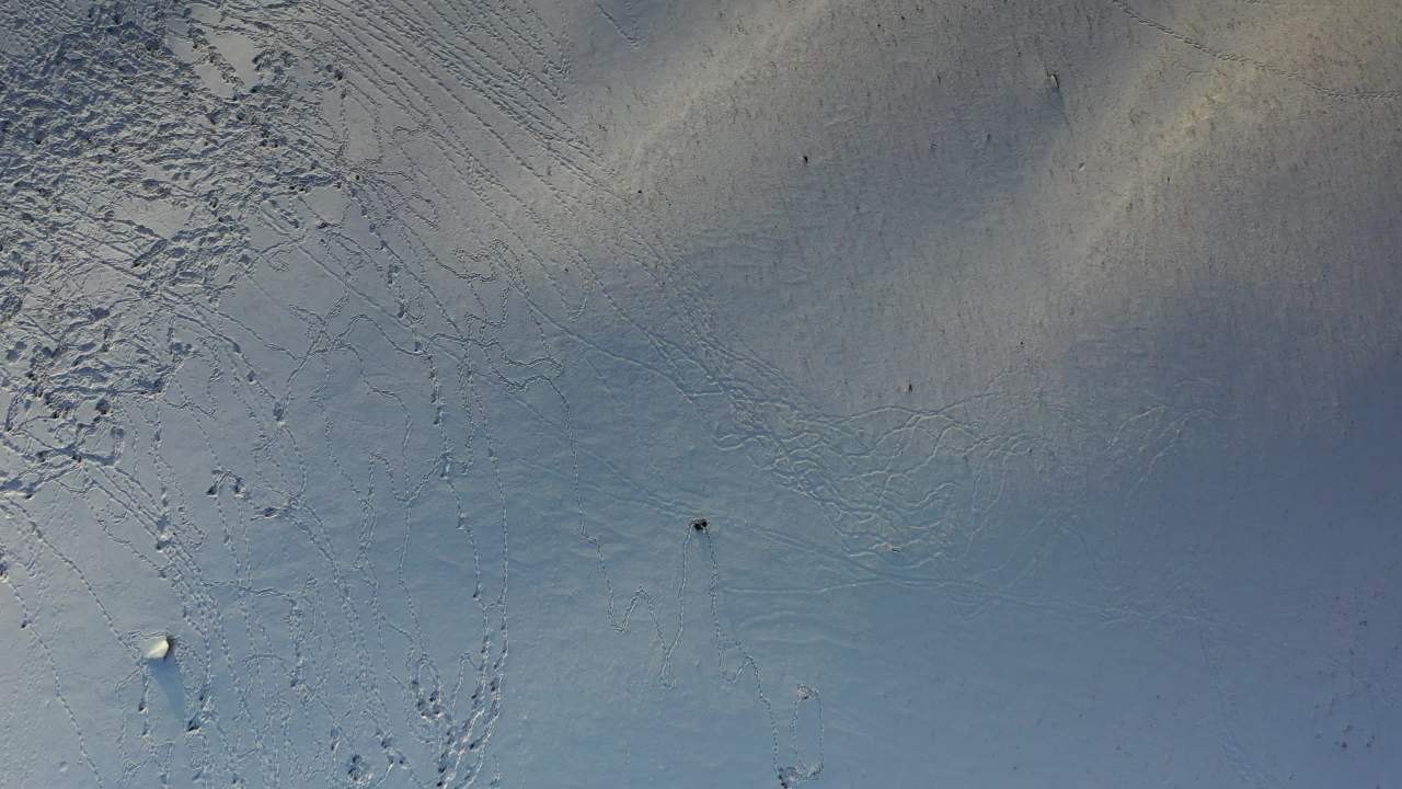 雪地足迹