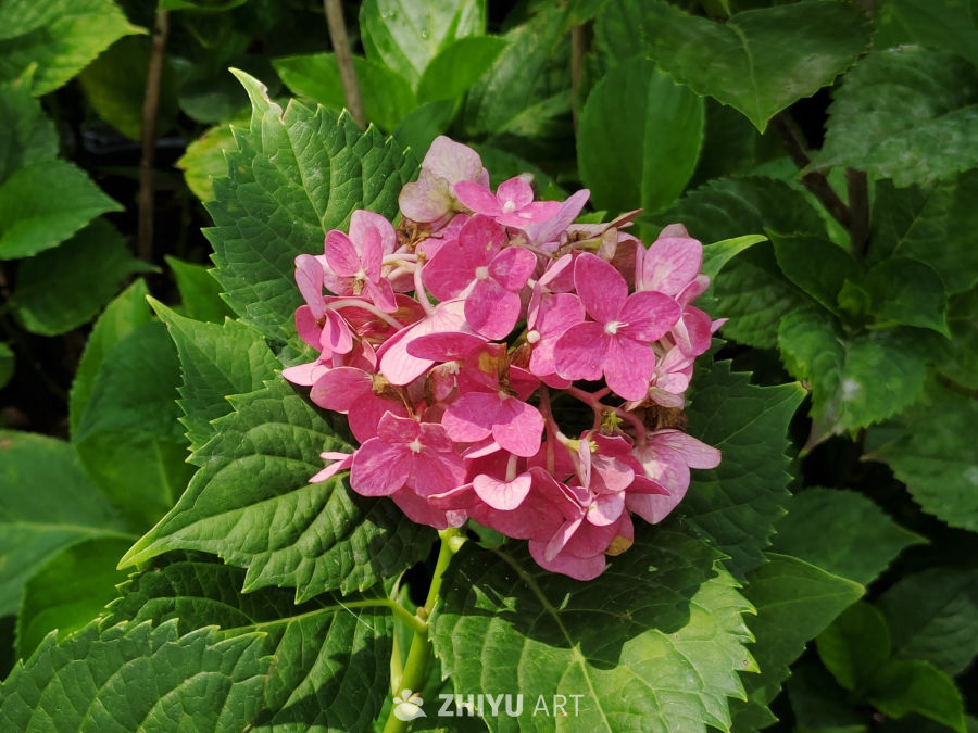 各种颜色的绣球花 4