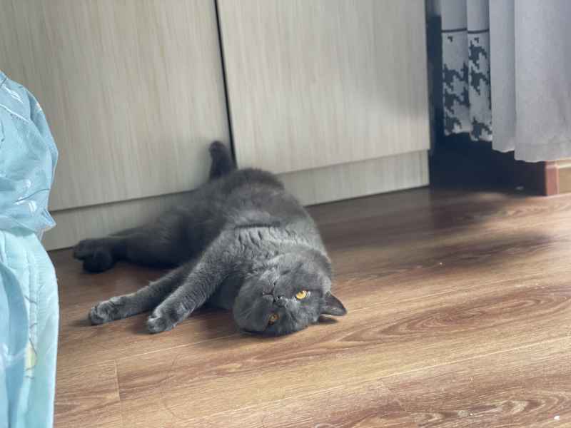 蓝猫