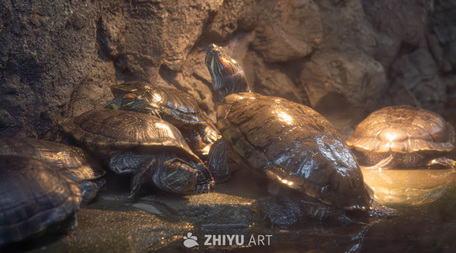 池塘中的乌龟群