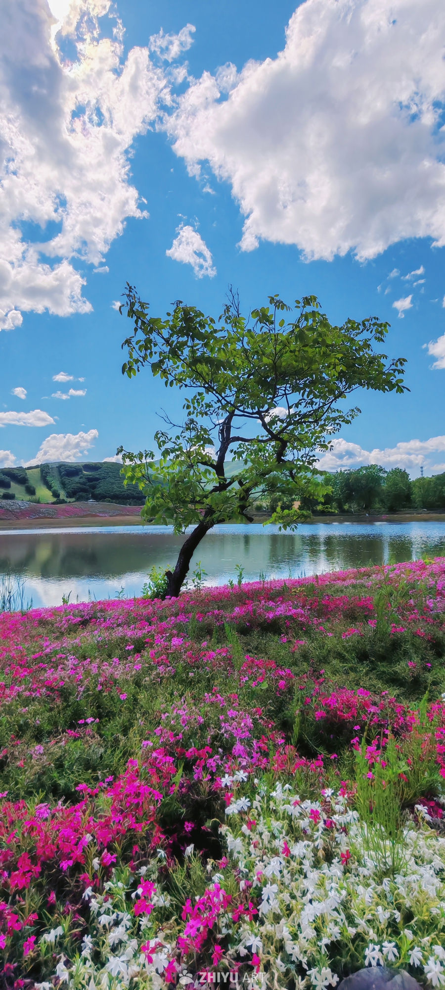 蓝天织春 湖岸花海