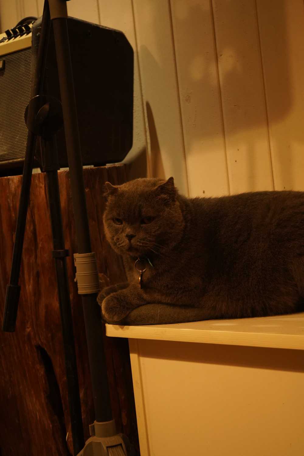 咖啡馆的小猫