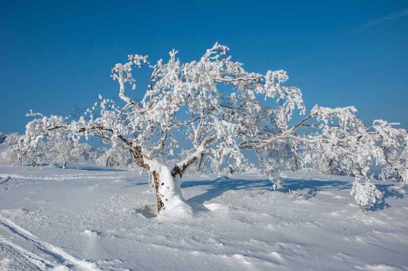 冰雪雾凇 8