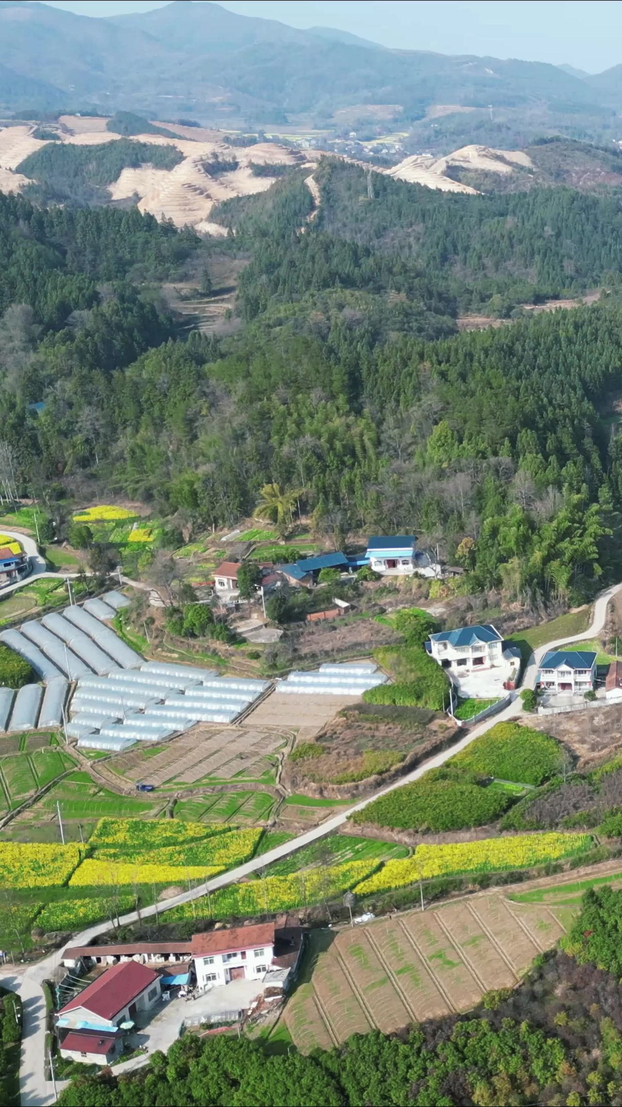 美丽乡村田园农业种植农作物竖屏航拍  