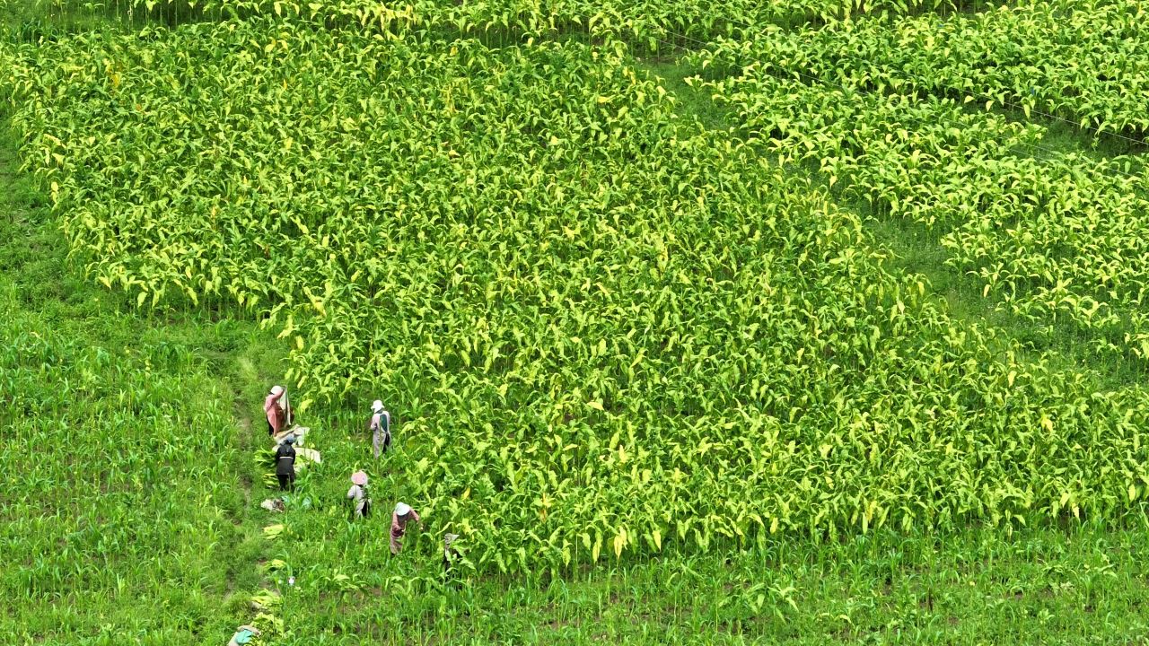 产业 25