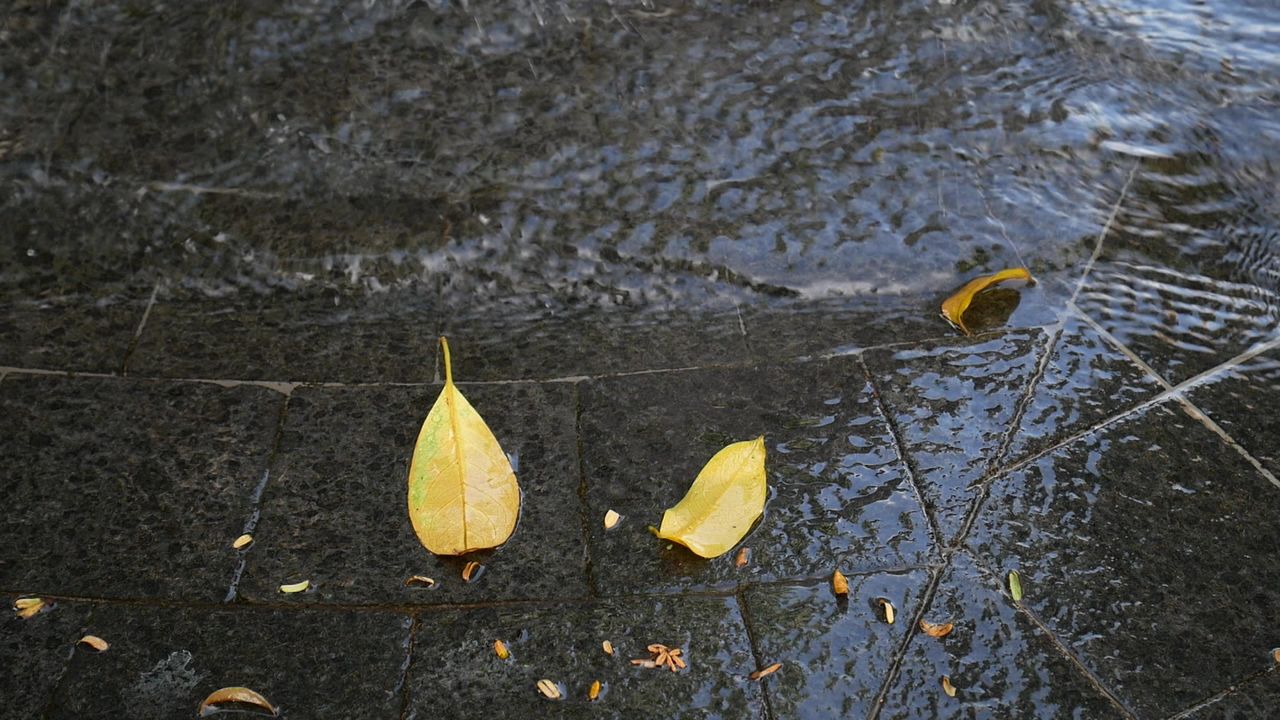 流水边的黄叶