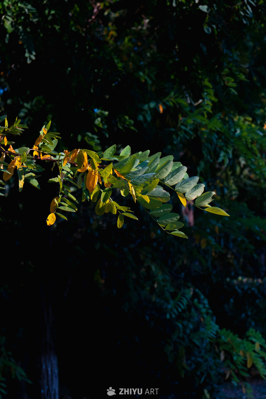 秋日光影中的绿黄树叶