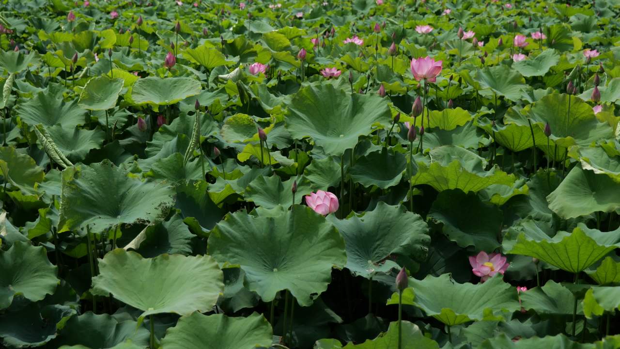 荷花 71
