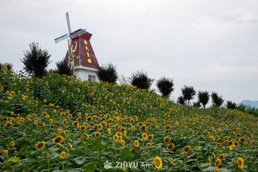 向日葵花海 16