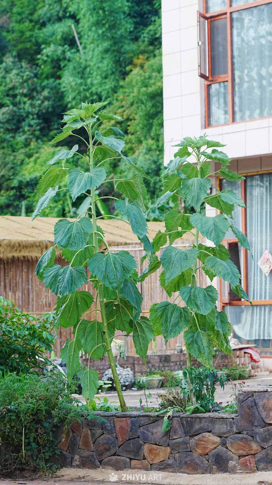 庭院里的向日葵