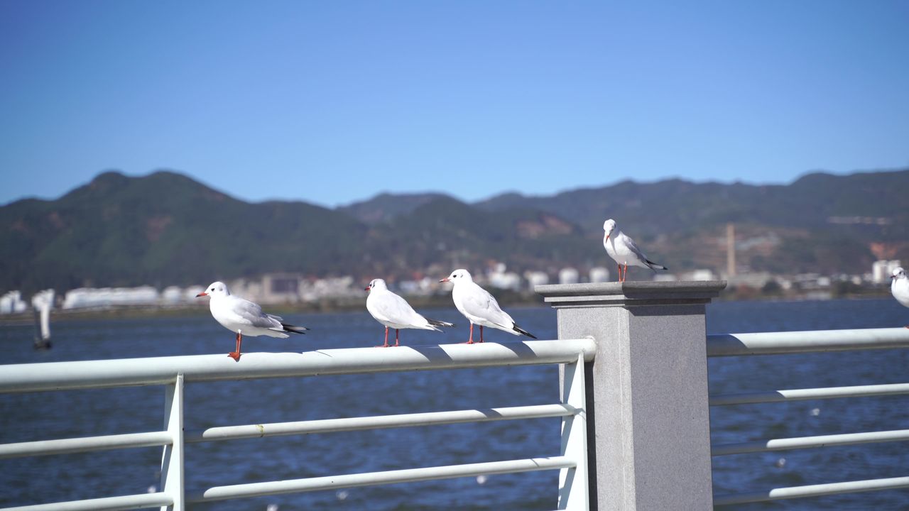 昆明海埂大坝海鸥