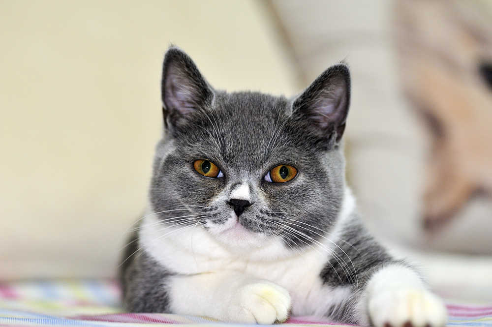 小猫