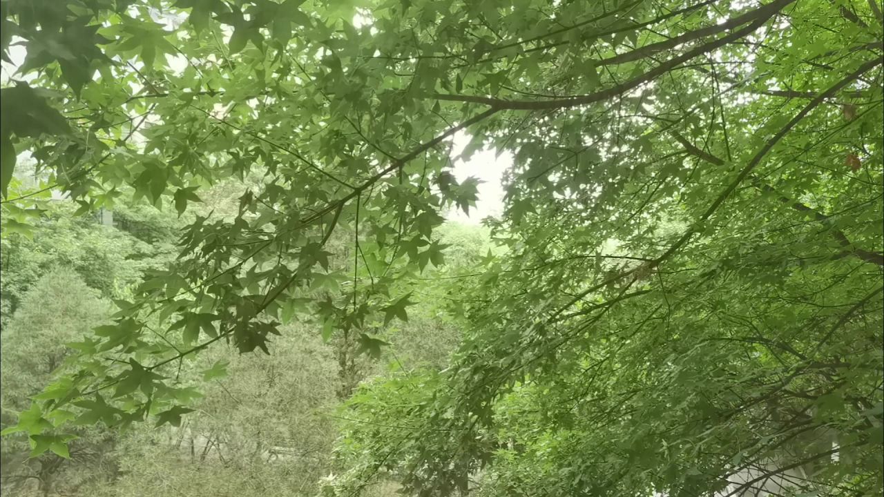窗外绿叶