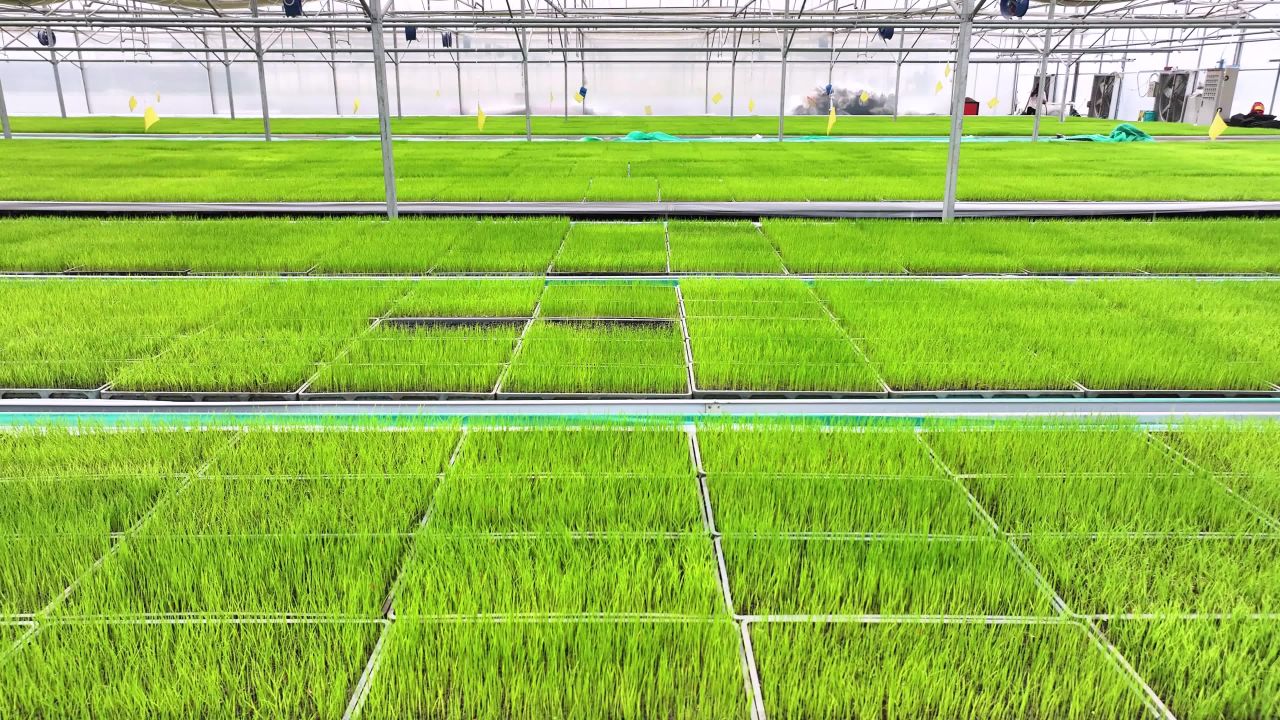 4k航拍农业温室  水稻智慧育苗大棚空镜