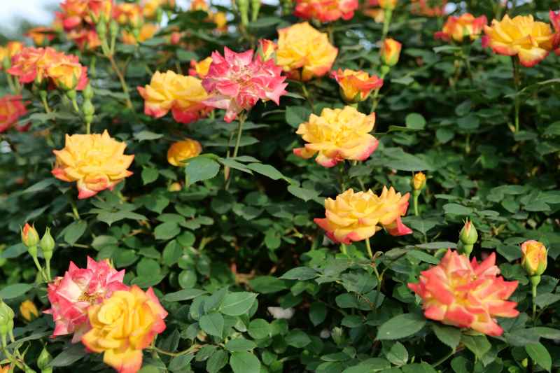 月季花 37