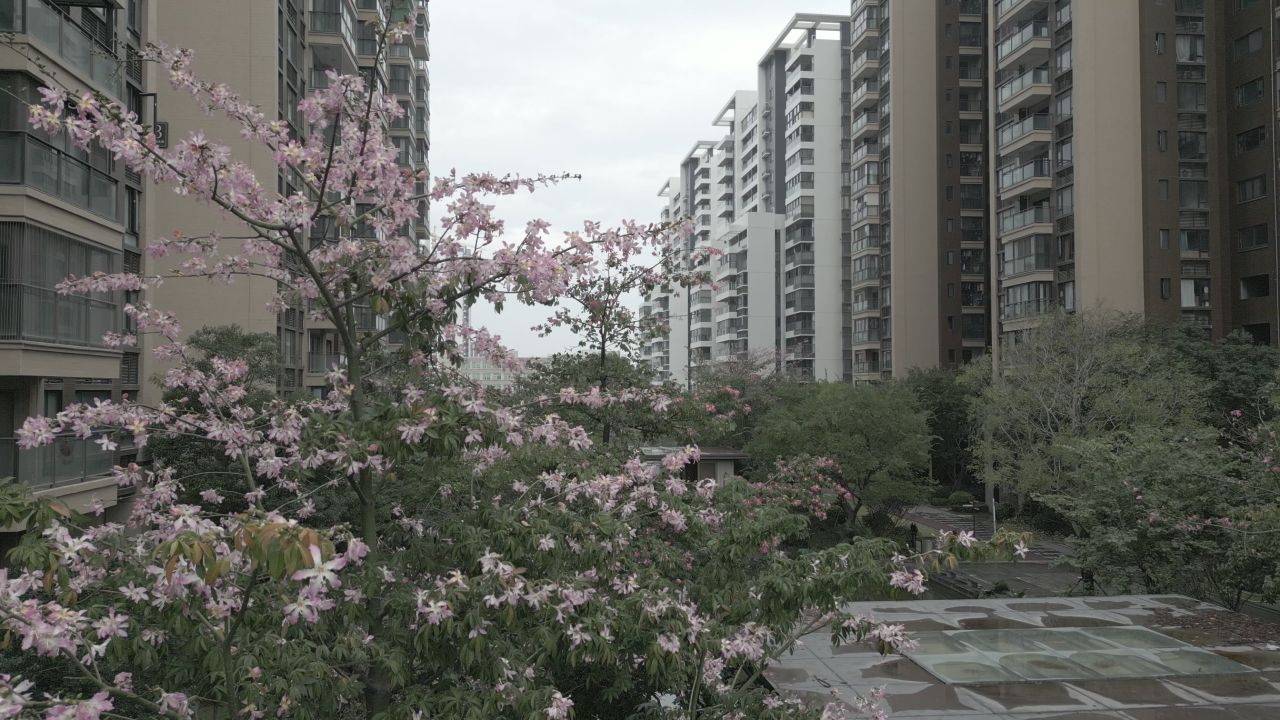 小区里的木棉花