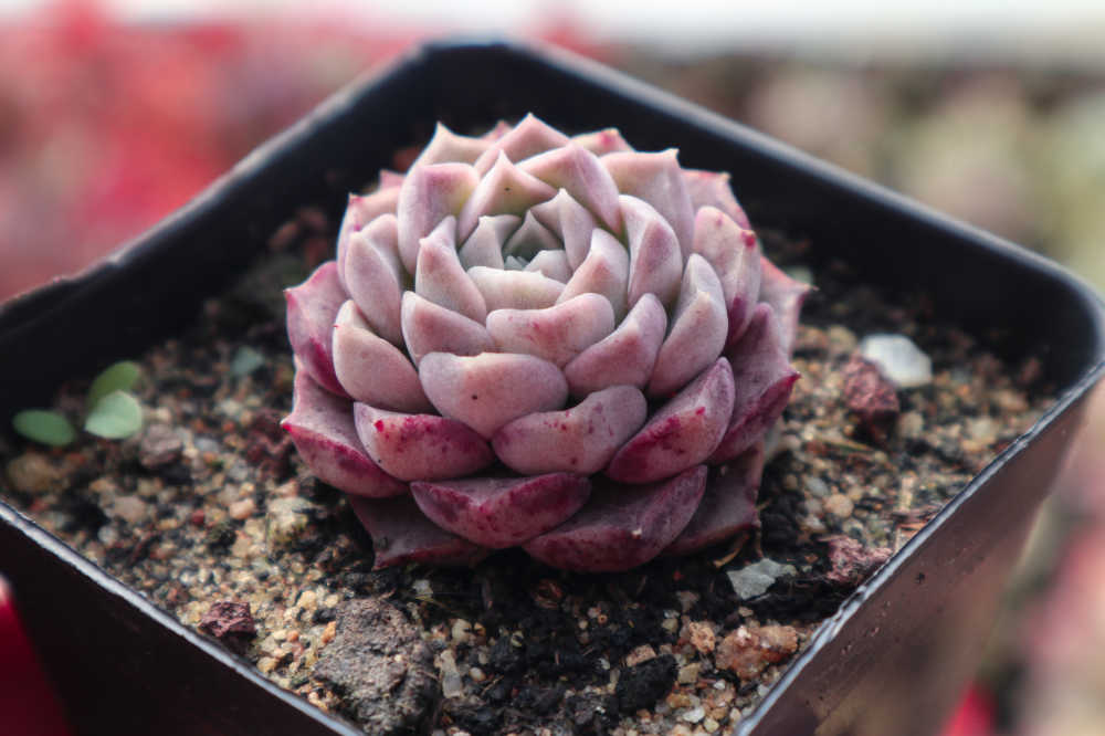 多肉植物