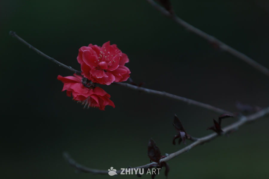 夜色中的红花