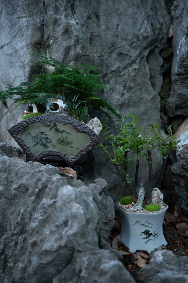 盆栽、插花 12