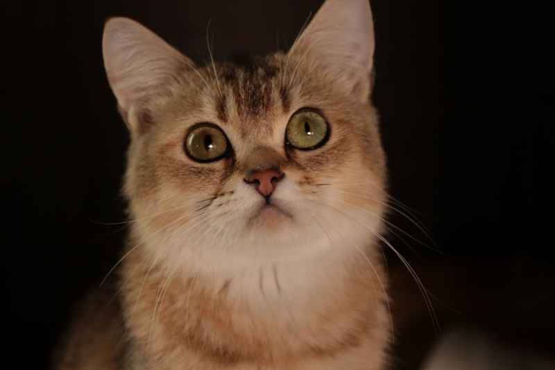 猫猫特写 5