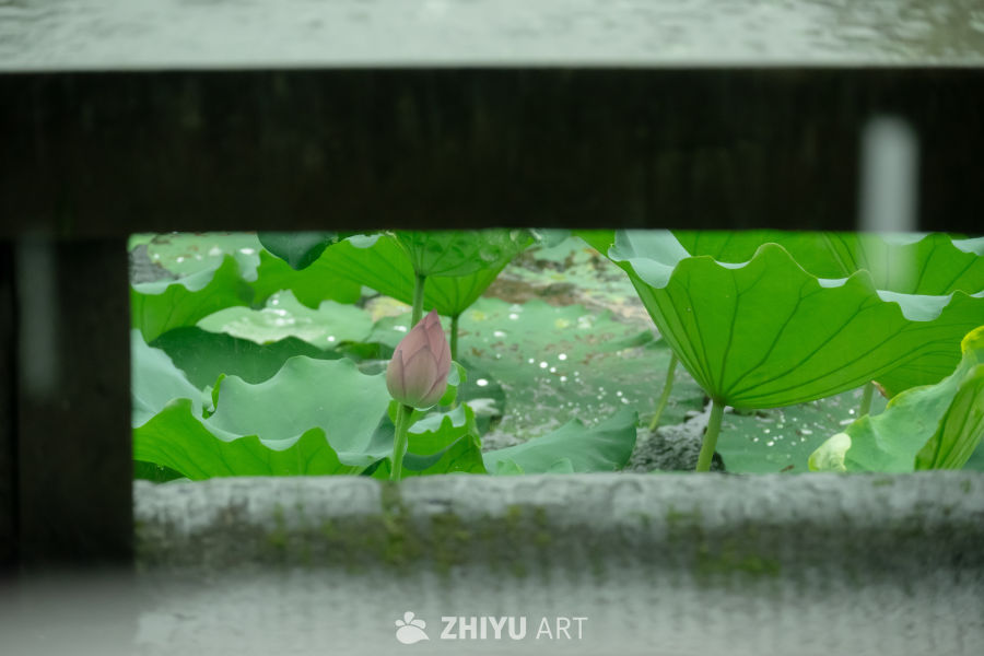雨后荷塘静谧景