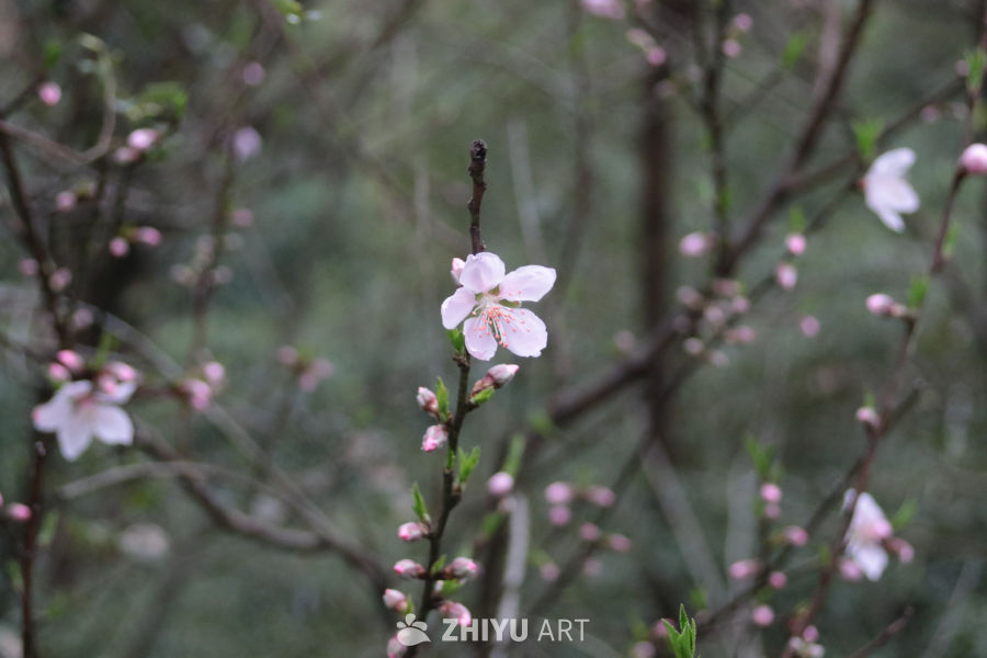 春日桃花绽放