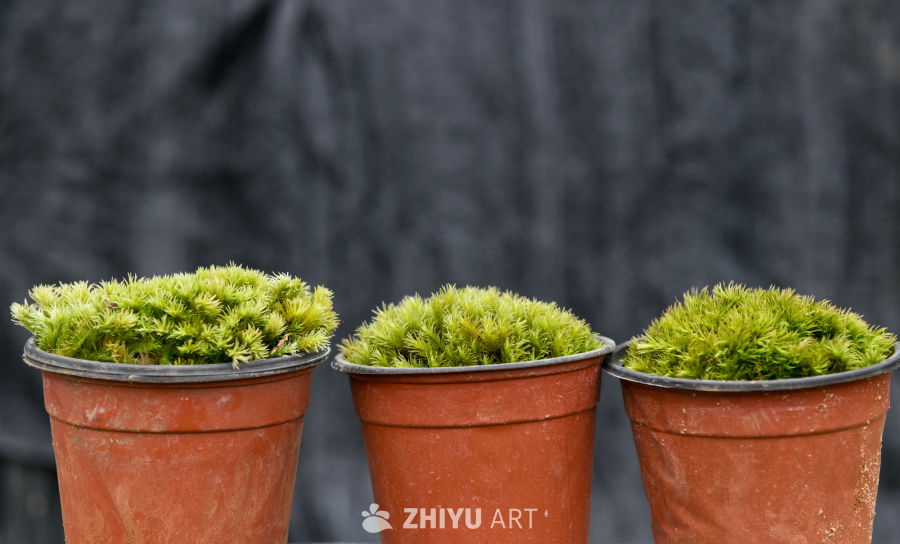 苔藓植物种植 25
