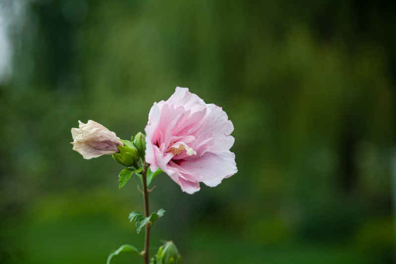 蜀葵
