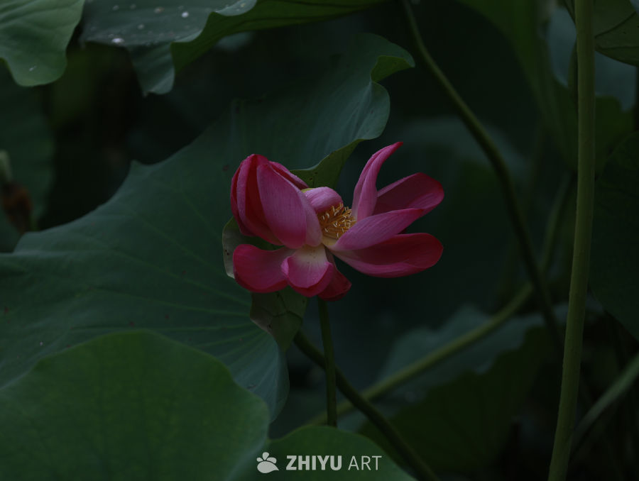 静谧的荷花
