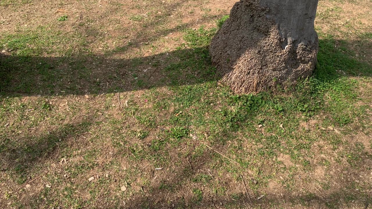挂在树上的风筝