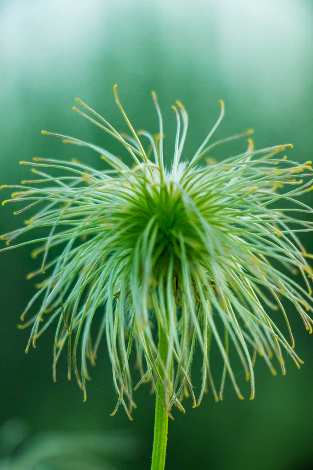 高原花草